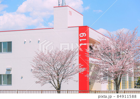 北海道の桜 84911588