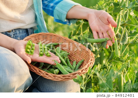 Woman with freshly picked green pea pods peeling and eating peas in vegetable garden Woman with freshly picked green pea pods peeling and eating peas in vegetable garden 84912401