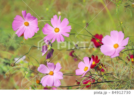 コスモスは秋にのびのびと伸び咲いて、風に揺れてその気取らないピンクの花は私達の心を癒して 84912730