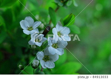 柳のように垂れる枝 84913033