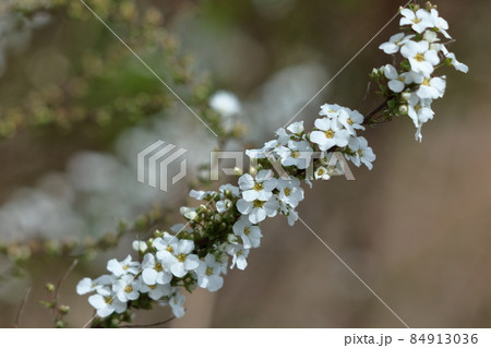 柳のように垂れる枝 84913036