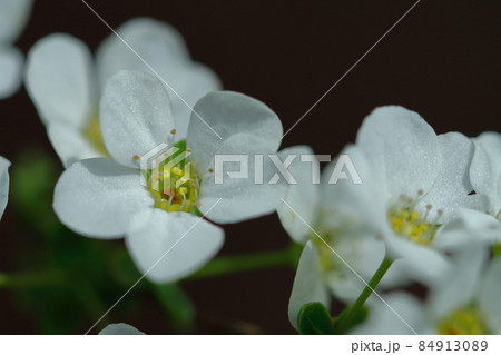 柳のように垂れる枝 84913089