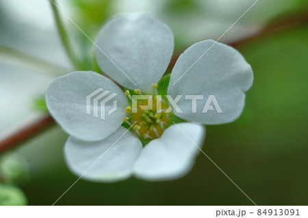 柳のように垂れる枝 84913091