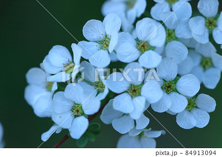 柳のように垂れる枝 84913094