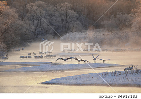 樹氷に囲まれたねぐらから飛び立つタンチョウ（北海道・鶴居） 84913183