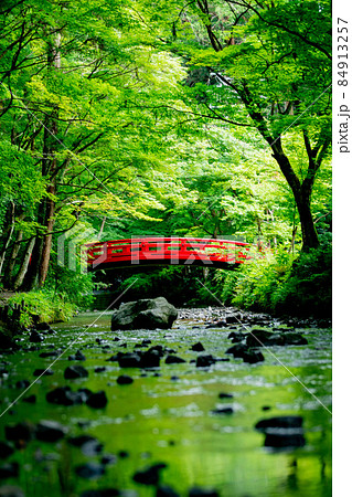 小國神社 新緑と小川 小國神社 新緑と小川 84913257
