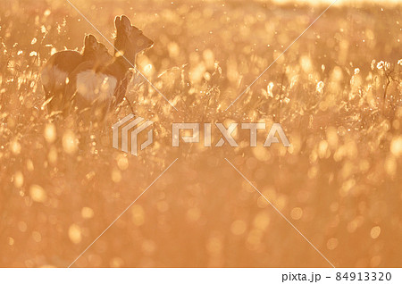 朝焼けに染まるエゾシカの群れとススキ（北海道） 84913320