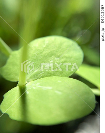 双葉 二葉 双葉 二葉 84913667
