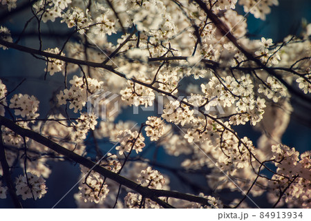 Apricot tree blossoms Apricot tree blossoms 84913934