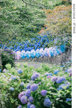 法多山のあじさい 法多山のあじさい 84914006