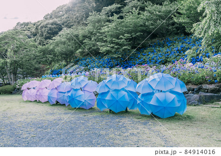 法多山のあじさい 法多山のあじさい 84914016