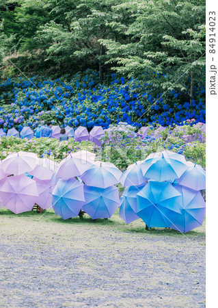 法多山のあじさい 法多山のあじさい 84914023