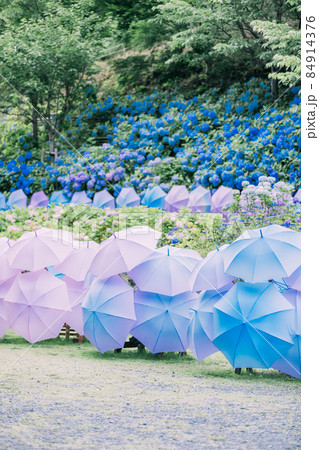 法多山のあじさい 法多山のあじさい 84914376