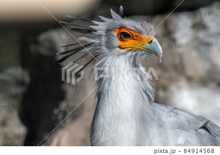 見目麗し　ヘビクイワシ 84914568