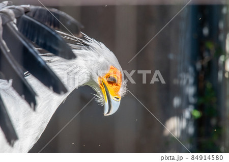 見目麗し　ヘビクイワシ 84914580