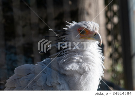 見目麗し　ヘビクイワシ 84914594