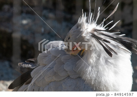 見目麗し　ヘビクイワシ 84914597