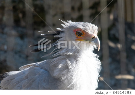 見目麗し　ヘビクイワシ 84914598