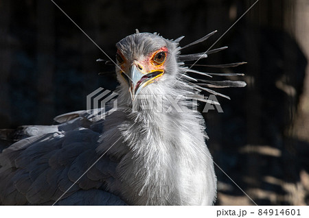 見目麗し　ヘビクイワシ 84914601