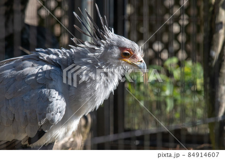 見目麗し　ヘビクイワシ 84914607