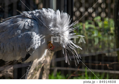 見目麗し　ヘビクイワシ 84914608