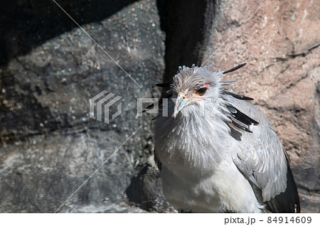 見目麗し　ヘビクイワシ 84914609