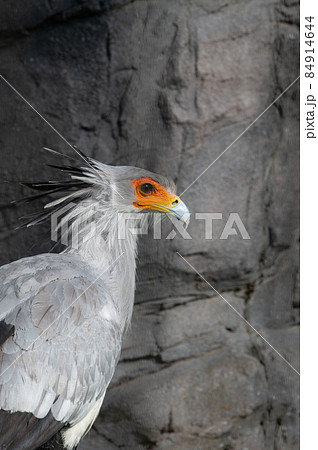 見目麗し ヘビクイワシ 見目麗し ヘビクイワシ 84914644