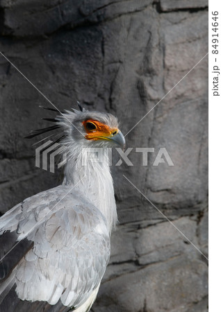 見目麗し　ヘビクイワシ 84914646