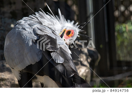 見目麗し ヘビクイワシ 見目麗し ヘビクイワシ 84914756