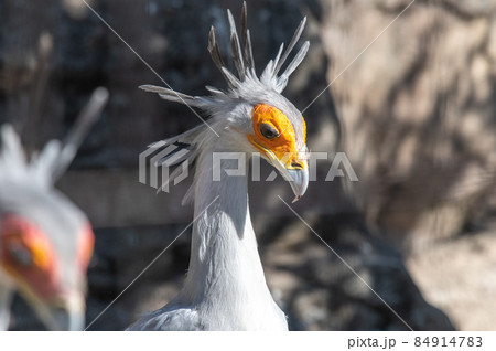 見目麗し　ヘビクイワシ 84914783