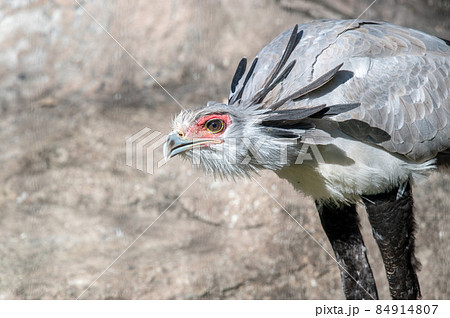 見目麗し ヘビクイワシ 見目麗し ヘビクイワシ 84914807