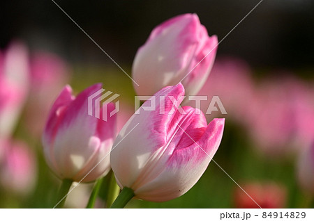 淡いピンク色チューリップ3輪アップ 淡いピンク色チューリップ3輪アップ 84914829