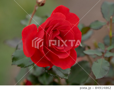 真っ赤なバラ 84914862