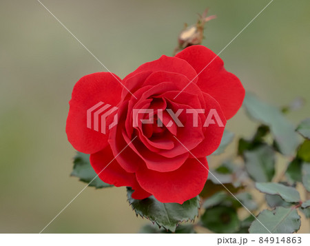 真っ赤なバラ 真っ赤なバラ 84914863