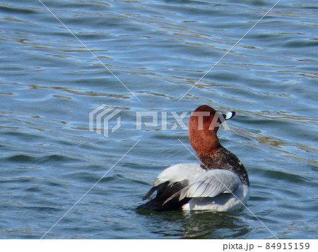 赤い頭部と灰色の背のコントラストが美しいホシハジロ 84915159