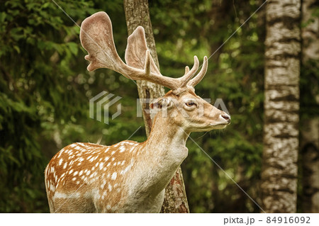 Deers with big horns near the forest 84916092