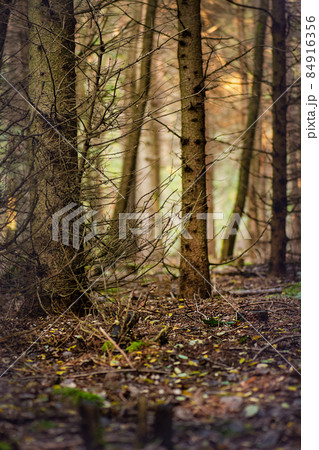 Majestic dark dense autumn forest. Strange misty dark forest. Majestic dark dense autumn forest. Strange misty dark forest. 84916356