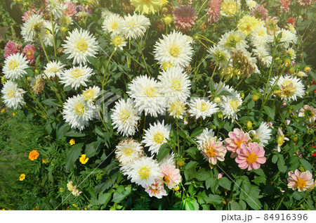 Dahlia cactus white flower 84916396