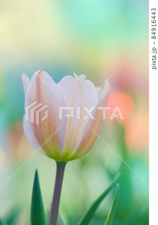 Pink and white tulip Pink and white tulip 84916443