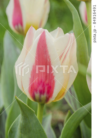 Red and white striped tulips Red and white striped tulips 84916491