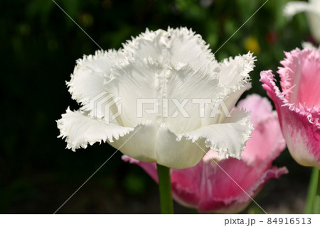 White frilly tulip White frilly tulip 84916513
