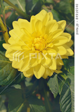 Yellow dahlia flower plant Yellow dahlia flower plant 84916540