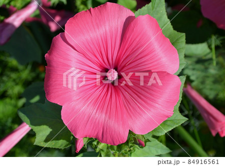 Mallow flower pink Mallow flower pink 84916561