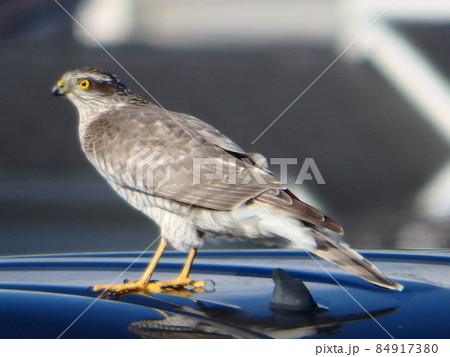 車の屋根に居て辺りを見ていたハイタカ 84917380