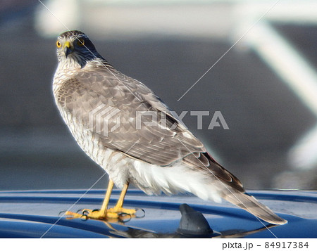 車の屋根に居て振り向いたハイタカ 84917384