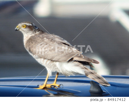 車の屋根の上で一息ついているハイタカ 84917412