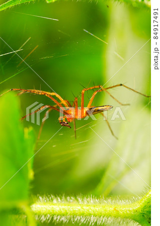 Close up macro shot of forest spider 84917491