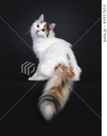 Turkish Van cat on black background Turkish Van cat on black background 84917653