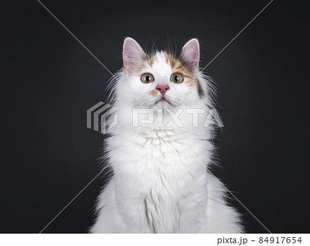Turkish Van cat on black background Turkish Van cat on black background 84917654