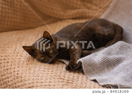 Cozy nap time and sleep. Cosy sleeping cat on warm blanket 84918169